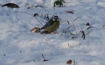 Frühstück im Schnee