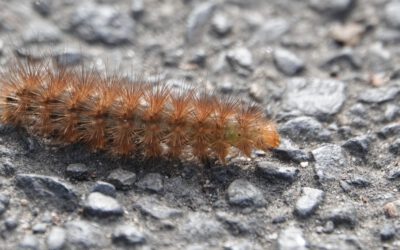 Eine Raupe