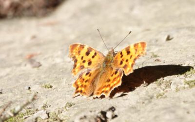 Der Schmetterling