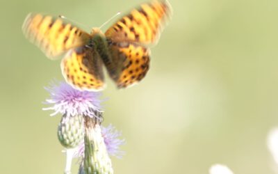 Butterfly effect
