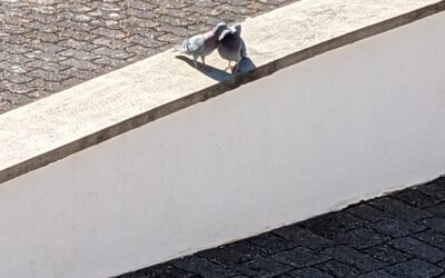 Tierisch verliebt