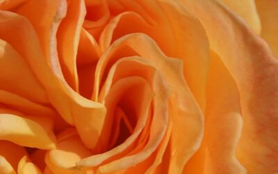 Die Rose in mir